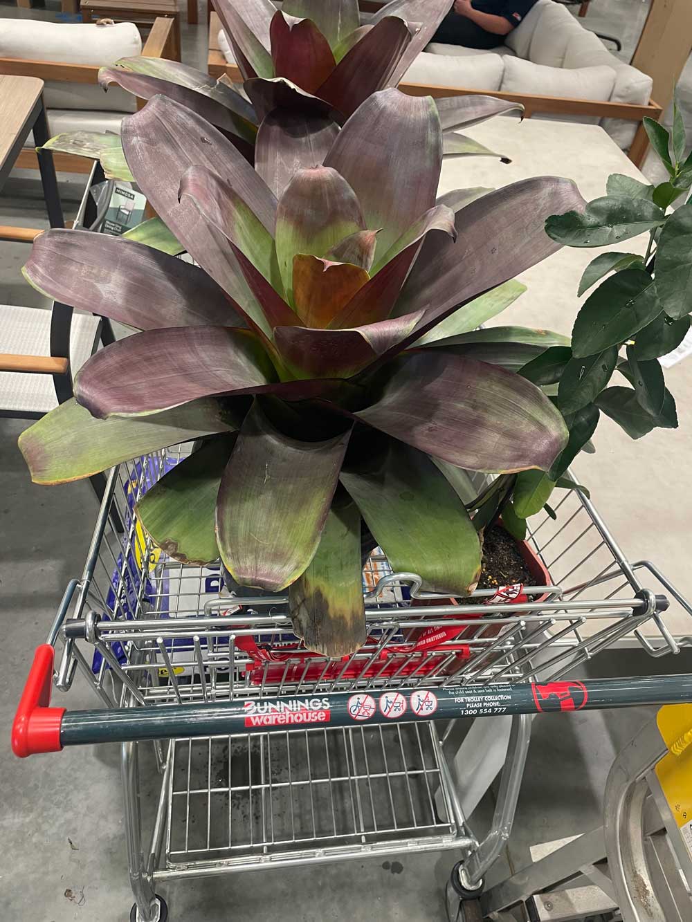 bunnings-plant