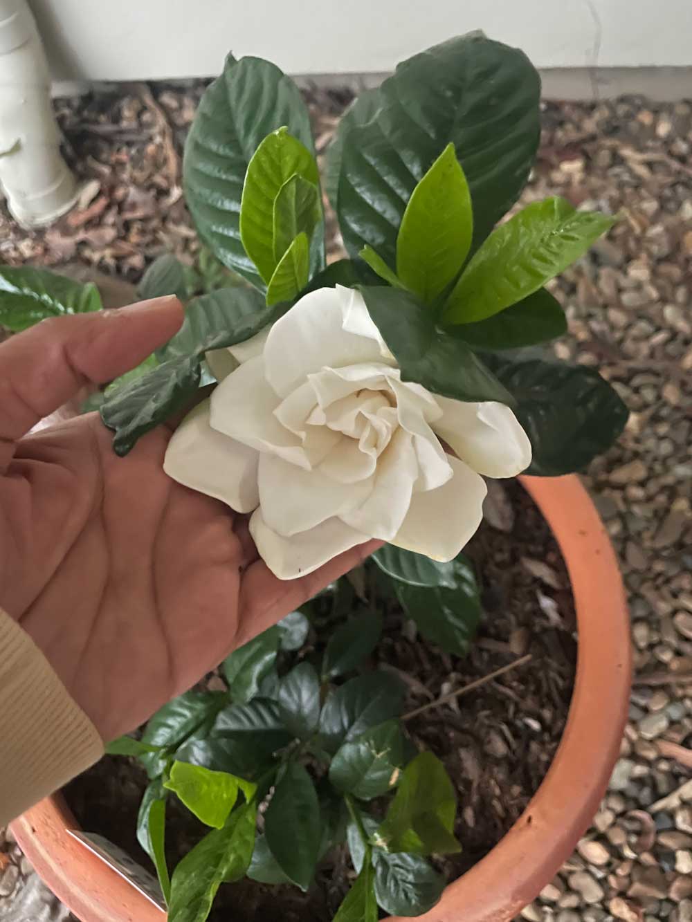 white-flower-bunnings